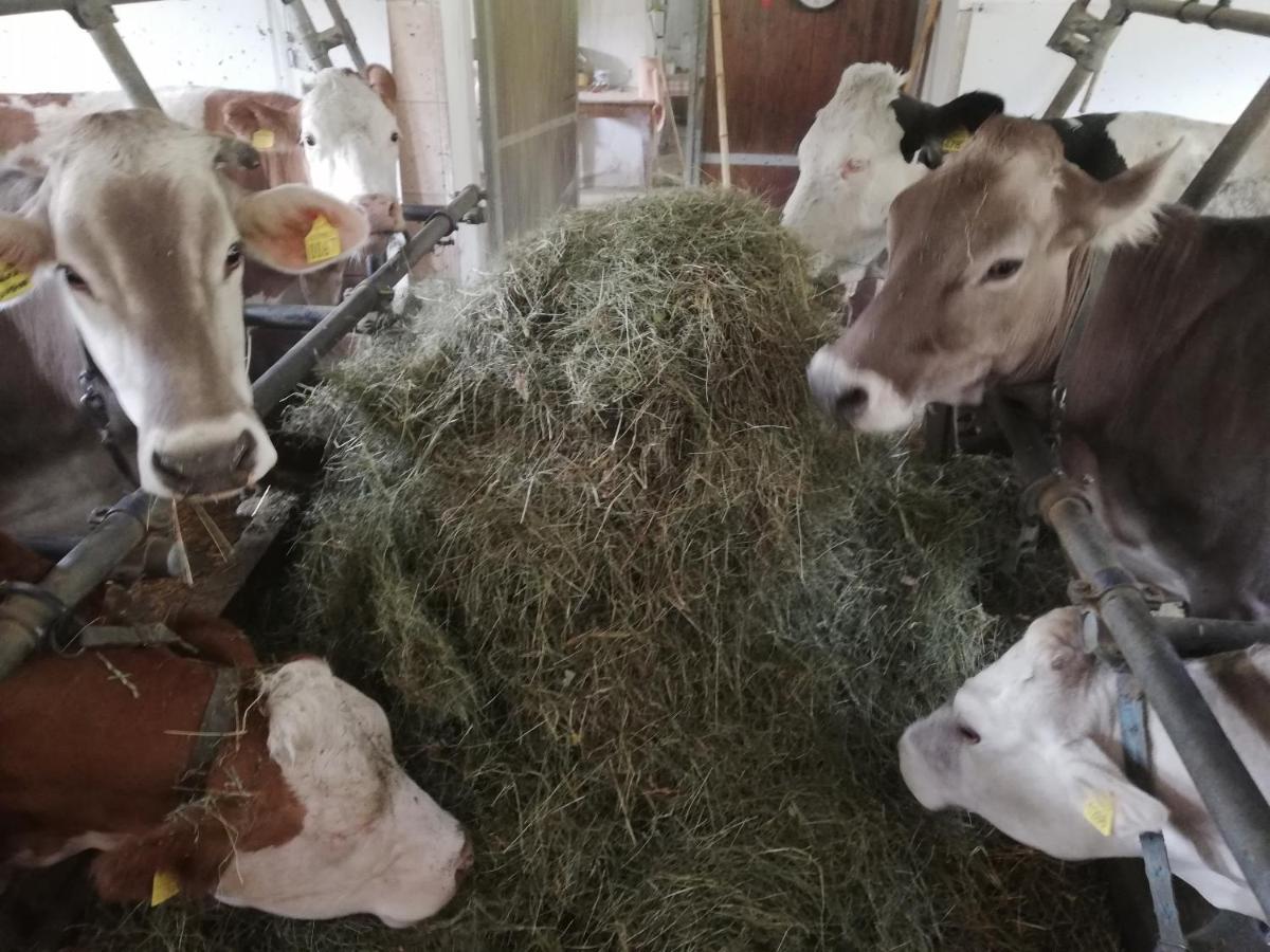 Agritur Le Vale Villa Fiera Di Primiero Buitenkant foto