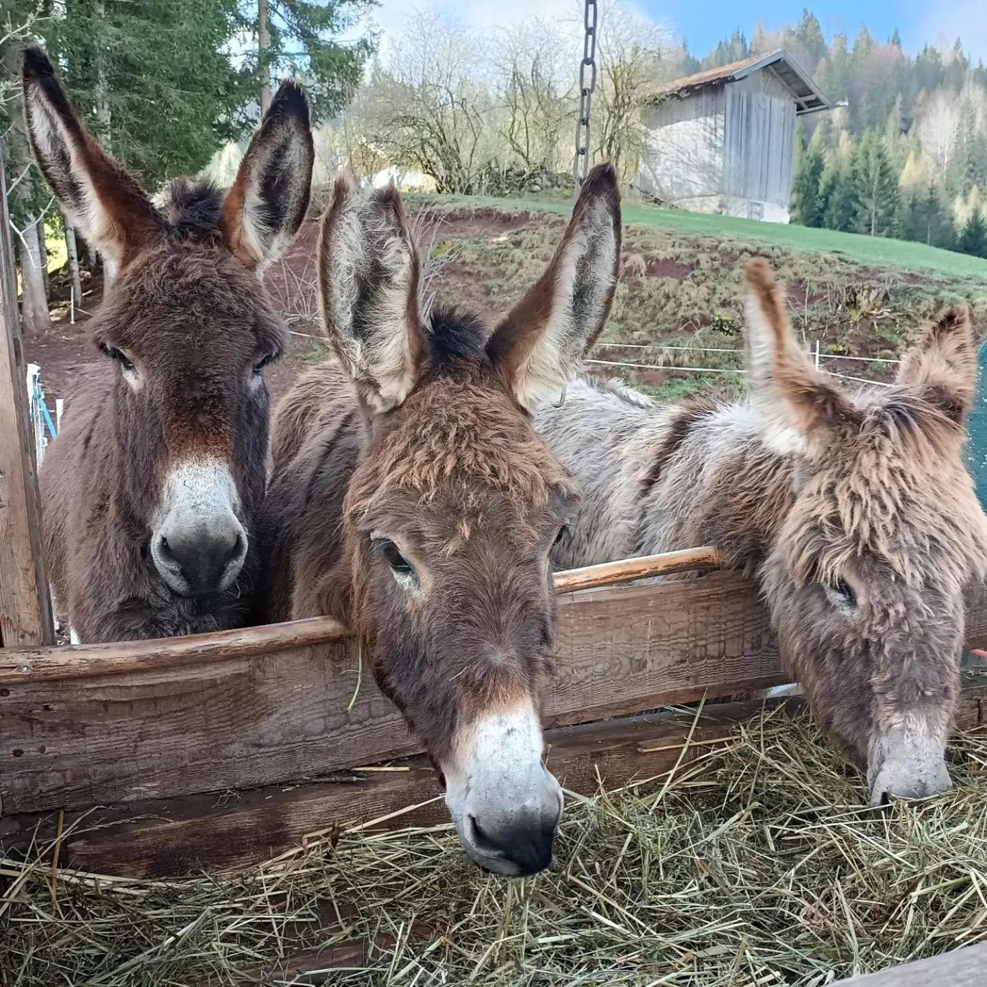 Agritur Le Vale Villa Fiera Di Primiero Buitenkant foto