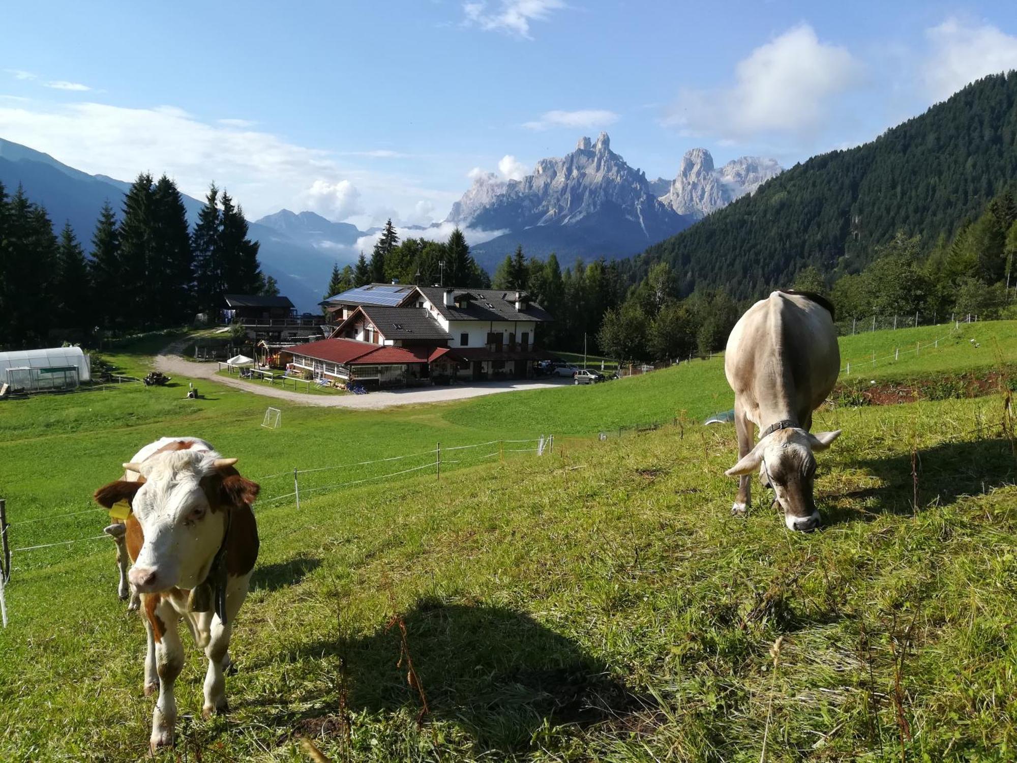 Agritur Le Vale Villa Fiera Di Primiero Buitenkant foto